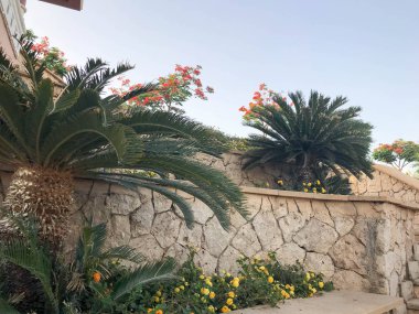 Yeşil büyük güzel egzotik tropikal palmiye ağacı ve bitkiler, güzel doğal eski eski shrewded sarı taşlar bir duvarın arka planda çiçekler, parke taşları, düzensiz dikişler ile duvar.