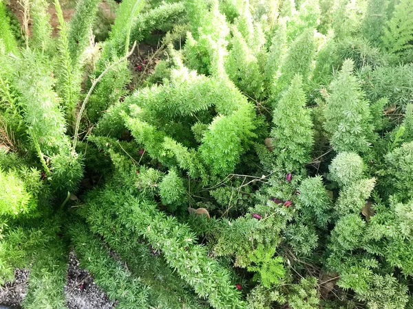 Groene Pluizige Plant Een Natuurlijke Botanische Met Lange Bladeren Die — Stockfoto