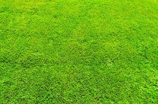 Textur Grünes Sommergras Frisch Hellgrün Hell Weich Naturrasen Abdeckung Golfplätze — Stockfoto