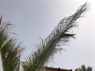 Büyük, hacimli yemyeşil dallar yeşil palmiye yaprakları akşam gökyüzü arka planı tropikal bir tatil beldesi olarak.