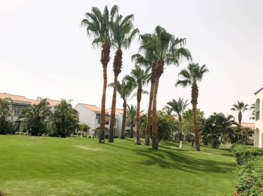 Peyzaj kırmızı karo çatı ve yeşil çim ile beyaz taş binalar ile tropikal deniz Spa rahatlama tesisi üzerinde yeşil yaprakları ile güzel süpürme palmiye ağaçları ile tropikal.