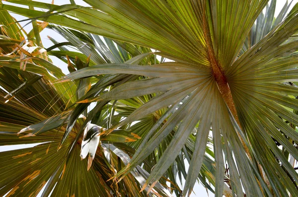 Textúra Zöld Barna Bolyhos Természetes Növény Hosszúkás Palm Szerű Levelek — Stock Fotó