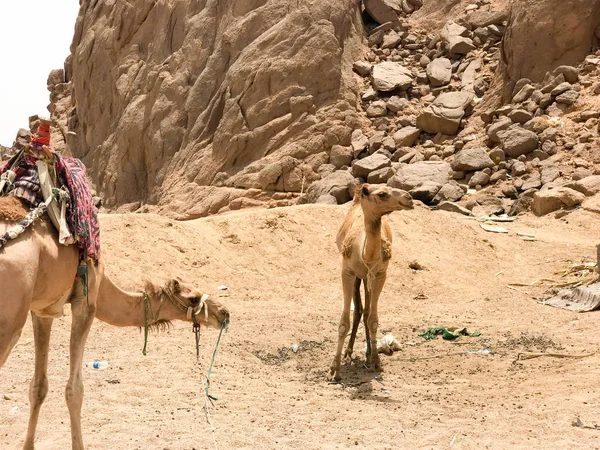 Dwa Piękne Camel Odpoczynku Parkingu Zatrzymany Górki Gorąco Żółtego Piasku — Zdjęcie stockowe