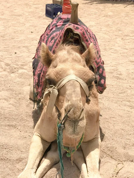 A large beautiful beige is a strong majestic camel, an exotic trained animal with a fabric light bridle on its muzzle sits on the sand with a bright red knitted cape handmade.