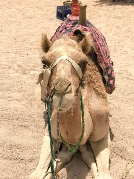 A large handsome beige strong majestic camel, an exotic trained animal with a fabric light bridle on its muzzle sits on hot yellow sand with a bright red knitted cape handmade.