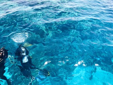 Üç dalgıçlardan siyah tüplü dalış takım elbise, bir adam ve bir kadın oksijen şişe ile lavabo şeffaf mavi su deniz, okyanus bir tropik cennet sıcak tatil altında.