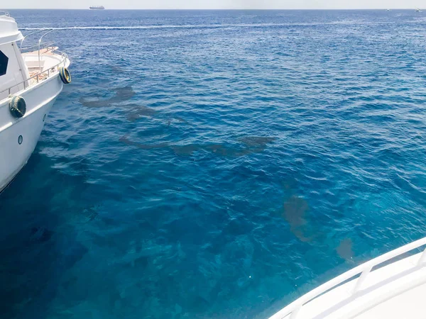 Yaklaşan iki iki beyaz gemi, tekne kapat ve su, bir tropikal tatil beldesi mavi bir Tuz Denizi manzarasına bulunan