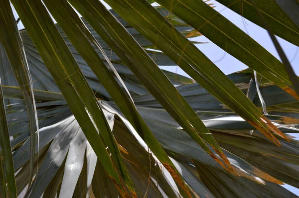 Textura Verde Com Marrom Queimado Nas Folhas Sol Uma Planta — Fotografia de Stock