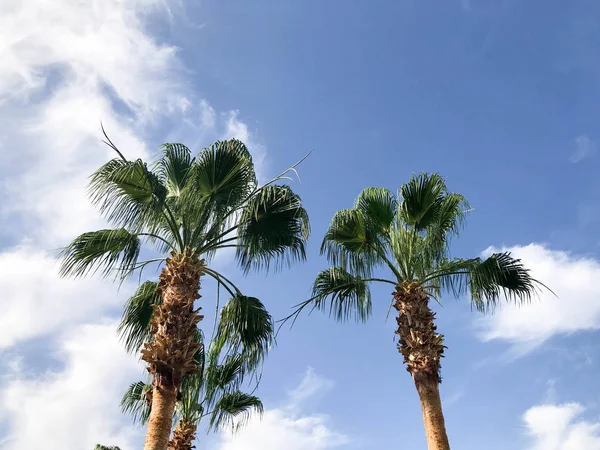 Hoge Tropische Zuidelijke Woestijn Palmen Met Grote Groene Bladeren Sterke — Stockfoto