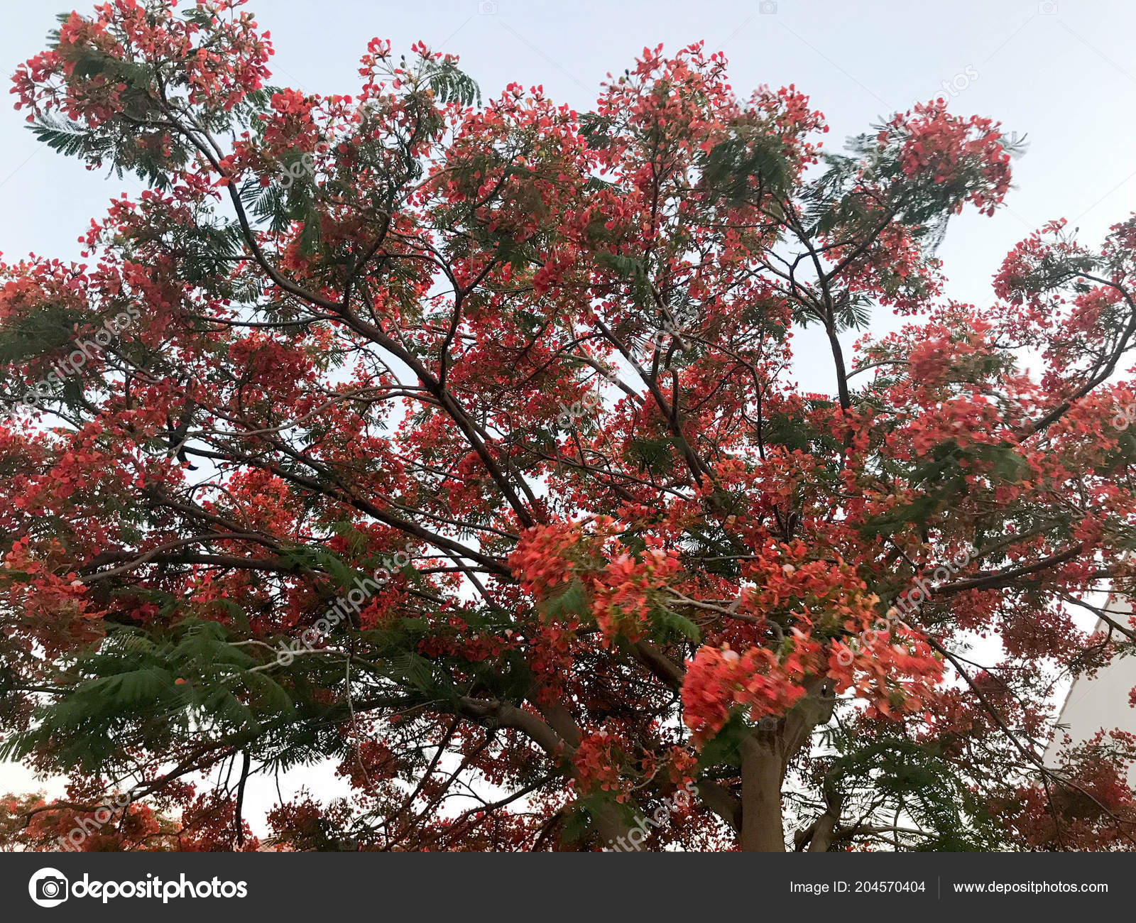 Texture Fiery Tree Red Beautiful Natural Leaves Flower Petals Branches Stock Photo Image By C Kbolbik Texture Fiery Tree Red Beautiful Natural Leaves Flower Petals Branches Stock Photo Image By C Kbolbik