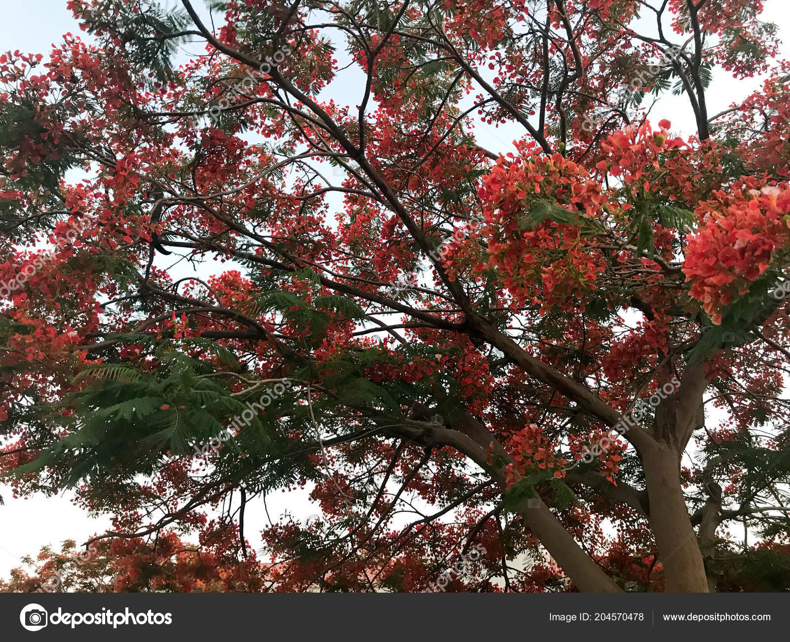 Texture Arbre Fougueux Avec Rouge Magnifique Naturel Laisse