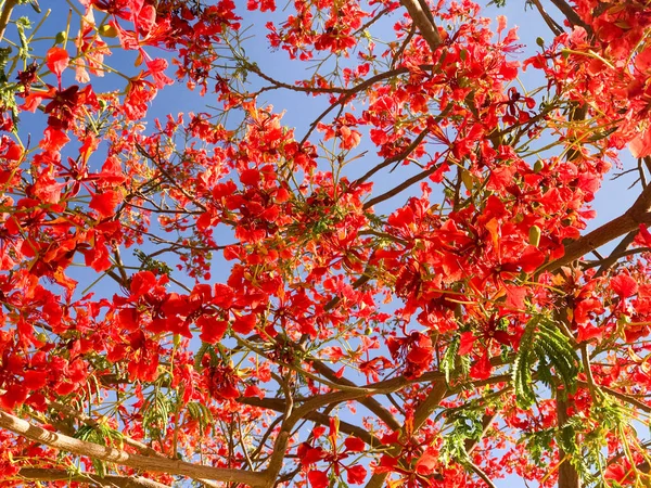 Textura Delonix Lenha Com Concurso Vermelho Belas Folhas Numerosas Naturais — Fotografia de Stock