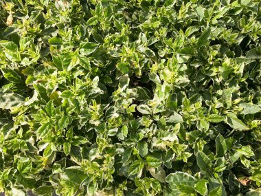 Bush doku ile güzel Festival doğal nazik canlı yeşil oyma farklı benzersiz bitki yaprakları ve uzay kopyalayın. Arka plan.