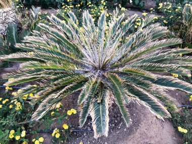 Güzel taze doğal nazik canlı yeşil kabarık bir paportnik bush bir tropikal egzotik Güney bitki ve kopya yer farklı benzersiz yaprakları oyulmuş. Arka plan.