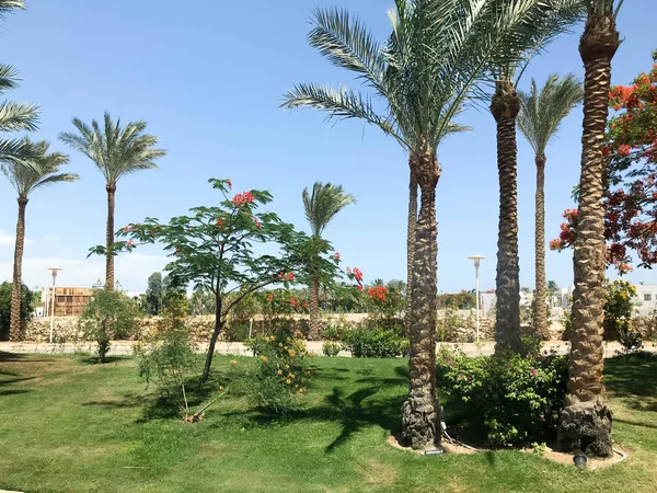 Prachtige Tropische Palmbomen Delonix Bomen Met Rode Bloemen Openlucht Vakantie — Stockfoto