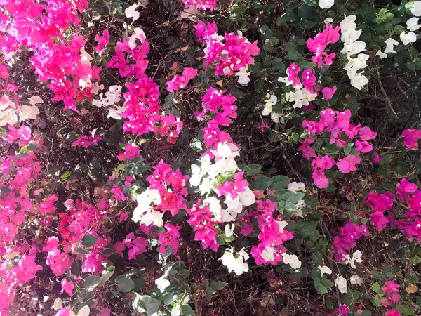 Текстура Большого Красивого Пышного Кустарника Экзотического Растения Белыми Фиолетовыми Розовыми — стоковое фото