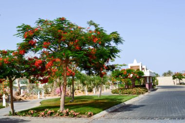 Tropik güzel doğal egzotik bitkiler ile güzel park, ağaçları yeşil yaprakları ile kırmızı çiçekler delonix ve palmiye ağaçları, bir tropikal Güney sahil beldesi üzerinde beyaz yaprakları ile rest.