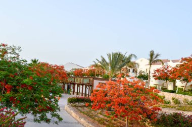 Tropik güzel doğal egzotik bitkiler ile güzel park, ağaçları yeşil yaprakları ile kırmızı çiçekler delonix ve palmiye ağaçları, bir tropikal Güney sahil beldesi üzerinde beyaz yaprakları ile rest.