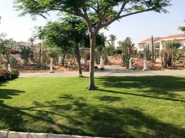 Tropikal güzel doğal egzotik bitkiler ile güzel Park, kırmızı çiçekler Delonix ile ağaçlar, tropikal Güney Sahil Resort beyaz binalar yaprakları, dinlenme.