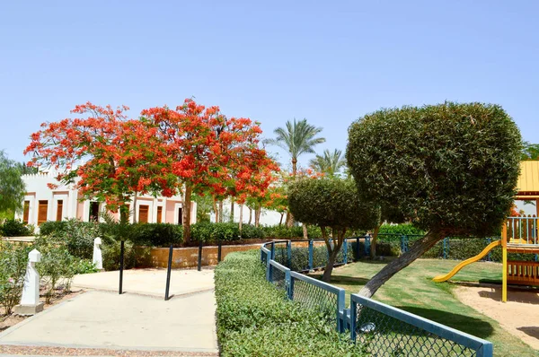 Gyönyörű Park Trópusi Gyönyörű Természetes Egzotikus Növények Fák Piros Virágokkal — Stock Fotó