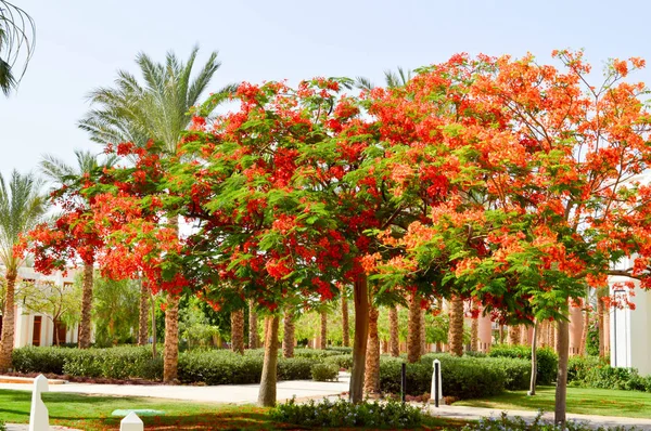 Gyönyörű Park Trópusi Gyönyörű Természetes Egzotikus Növények Fák Piros Virágokkal — Stock Fotó
