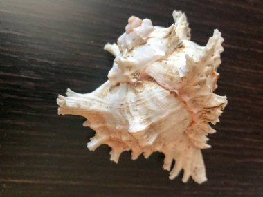 Güzel bir kahverengi keskin büyük kabuk koyu kahverengi ahşap masa arka plan üzerinde yatıyor. Deniz tropikal yaz arka plan