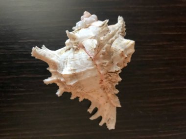 Güzel bir kahverengi keskin büyük kabuk koyu kahverengi ahşap masa arka plan üzerinde yatıyor. Deniz tropikal yaz arka plan