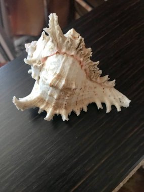 Güzel bir kahverengi keskin büyük kabuk koyu kahverengi ahşap masa arka plan üzerinde yatıyor. Deniz tropikal yaz arka plan