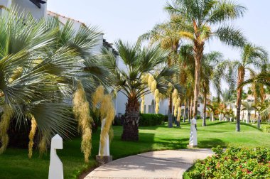 Dekoratif olan güzel taş yol görünümünü kaldırım döşeme bir sıcak ülke, tatil, tatil beldesi ve gökyüzü palmiye ağaçlarında kenarlarında kırmızı yaprakları ile egzotik tropik ağaçları ile