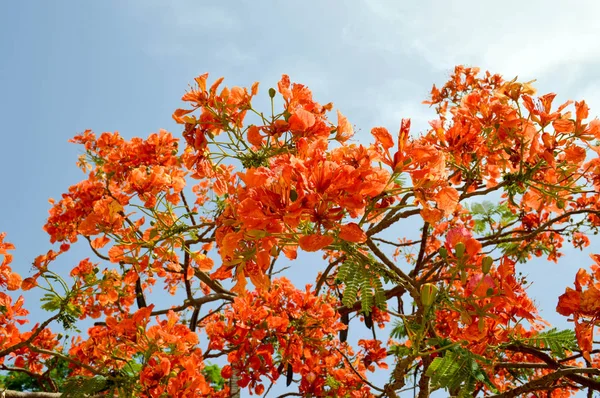 Texture di un bellissimo albero vegetale Delonix con fiori rossi insoliti con petali e foglie verdi fresche in Egitto sullo sfondo di un cielo blu — Foto Stock
