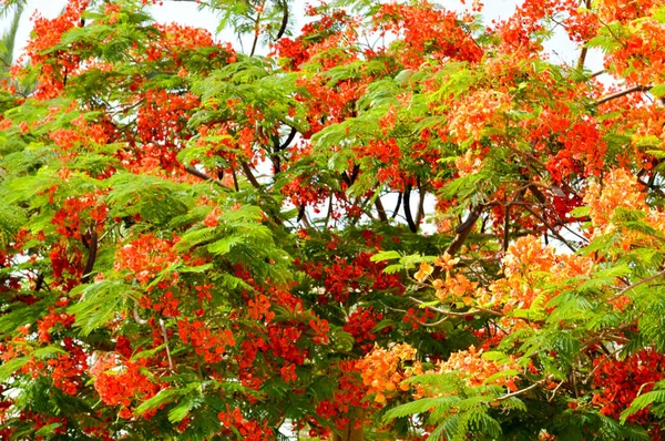 Ağaç yaprakları ve Mısır'daki taze yeşil yaprakları ile kırmızı alışılmadık çiçekler ile güzel bir Delonix bitki dokusu. Arka plan