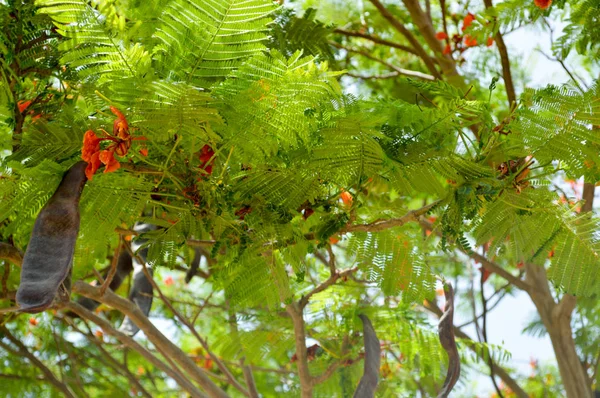 Textura de un hermoso árbol de plantas Delonix con flores rojas inusuales con pétalos y hojas verdes frescas en Egipto en el fondo de un cielo azul — Foto de Stock