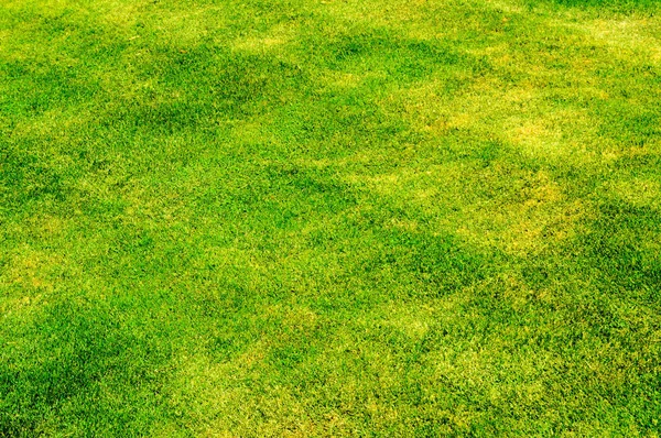 Textur der grünen frisch abgeschrägten geschnitten gleichmäßig helles helles Gras, englischer Rasen, Fußballfeld-Oberfläche. der Hintergrund — Stockfoto