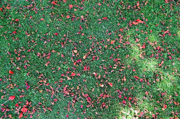 Textur von grünen frisch gemähten glatten natürlichen hellen Gras, englischen Rasenfeldern und verstreuten Blütenblättern rote Blumen getrimmt. Hintergrund — Stockfoto