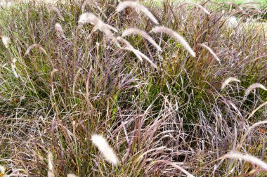 Doku kuru gri yüksek otlardan tedavi edilmezse çim çim ile büyümüş güneşte yanmış. Arka plan