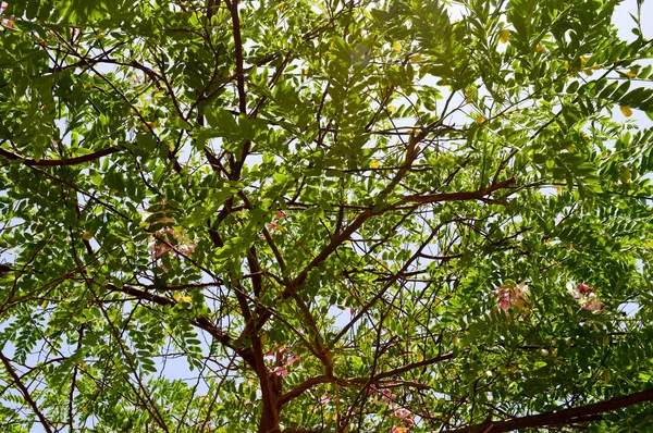 La textura de una hermosa planta de árbol con ramas con flores rosadas inusuales con pétalos y hojas verdes frescas en Egipto en el fondo de un cielo azul — Foto de Stock