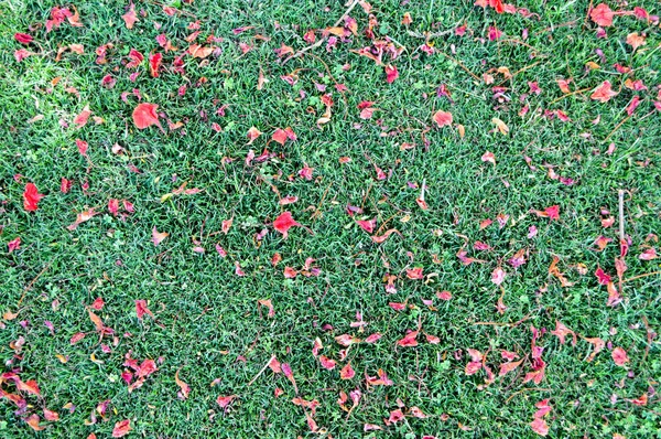 Текстура зеленой свежей скошенной гладкой естественной яркой травы, английские газонные поля и разбросанные лепестки красных цветов. фон — стоковое фото