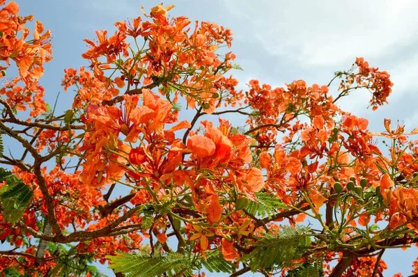 Textura de un hermoso árbol de plantas Delonix con flores rojas inusuales con pétalos y hojas verdes frescas en Egipto en el fondo de un cielo azul — Foto de Stock
