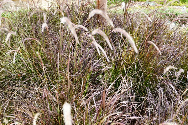 Textur trockenen grauen hohen Unkraut mit Gras unbehandelten Rasen in der Sonne verbrannt überwuchert. der Hintergrund — Stockfoto