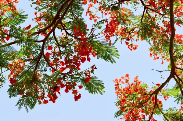 Textura de un hermoso árbol de plantas Delonix con flores rojas inusuales con pétalos y hojas verdes frescas en Egipto en el fondo de un cielo azul — Foto de Stock