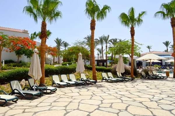Hohe schöne Palmen mit grünen Blättern und Liegestühle mit gefalteten Sonnenschirmen — Stockfoto