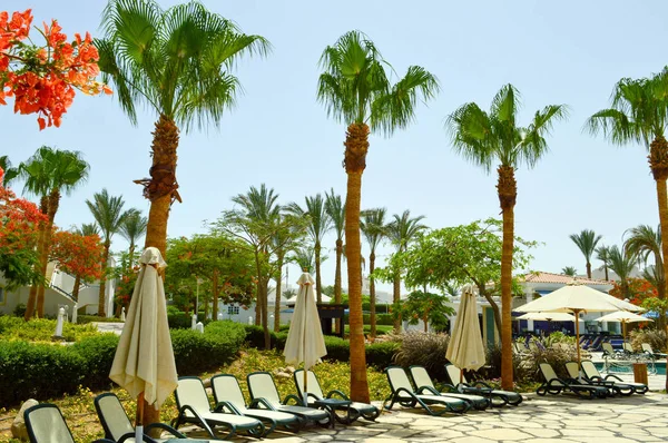 Hoge prachtige palmbomen met groene bladeren en chaise lounges met gevouwen parasols — Stockfoto