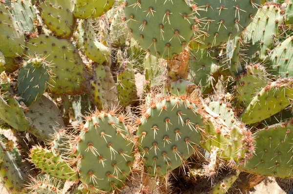 緑とげのある天然メキシコ ホット新鮮な強い美しい砂漠のサボテンとげと砂のテクスチャです。バック グラウンド — ストック写真