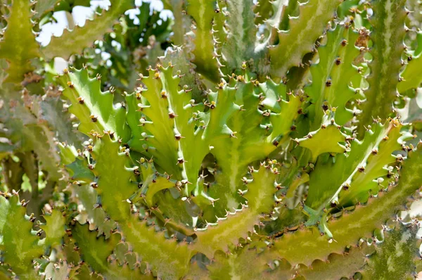 The texture of a green prickly natural Mexican hot fresh strong desert cactus with thorns and sand. Фон — стоковое фото