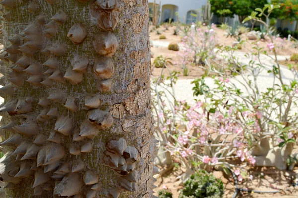 Egy nagy, ijesztő fa egy szögesdrót tüskékkel borított éles egzotikus trópusi ritka szokatlan egyedi veszélyes textúra. A háttérben — Stock Fotó