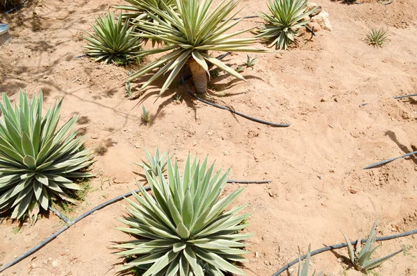 Una gran planta de aloe verde fresco que crece en el desierto con largas hojas suculentas sobre el fondo de arena tropical exótica inusual. El trasfondo —  Fotos de Stock