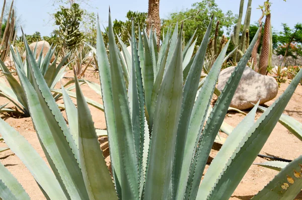 一种大的绿色新鲜芦荟植物生长在沙漠中, 长肉质的叶子反对异国情调的热带沙的背景。的背景 — 图库照片