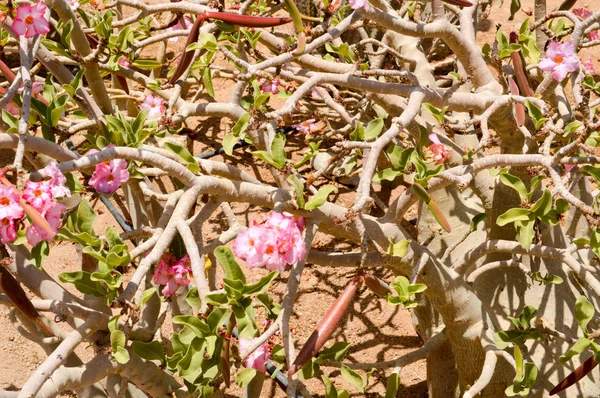 Texture di rami leggeri di legno ritorto asciutto naturale bel viola rosa fiori esotici tropicali sullo sfondo di sabbia nel deserto. Lo sfondo — Foto Stock