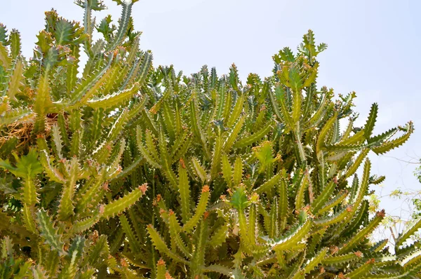 Текстура великих Талль Лонг зелений мексиканські колюче гострі свіжі кактусів з шипів проти синього неба. Фоновому режимі — стокове фото