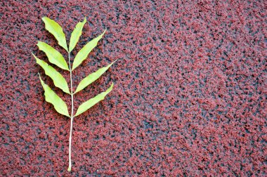 Parlak yeşil taze doku ekolojik bitki yaprak kırmızı kabartma taş arka plan üzerinde doğal temiz ve yere kopyalayın. Arka plan